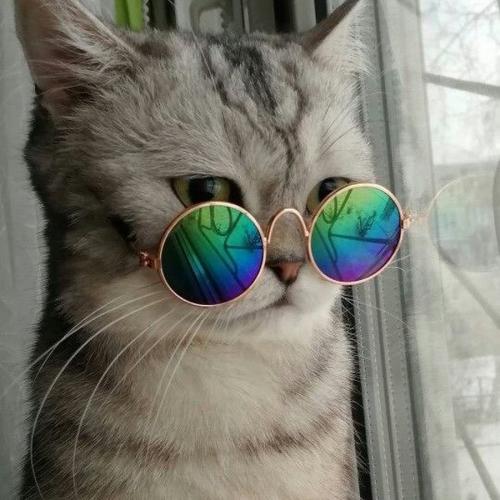 Круглые очки для кота