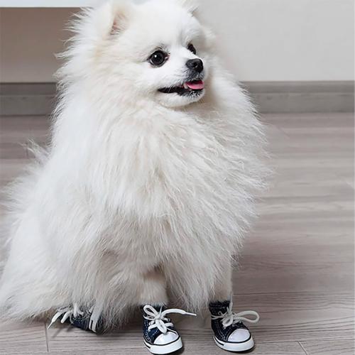 Взуття для собак