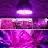 Ультрафіолетова лампа для рослин