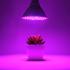 LED фітолампи для рослин