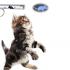 Лазерная указка для кота — лазерная игрушка для кошек