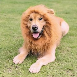 Львиная грива для собаки